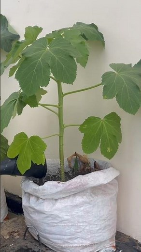 Growing okra in sacks at home /plant Timelapse from seeds