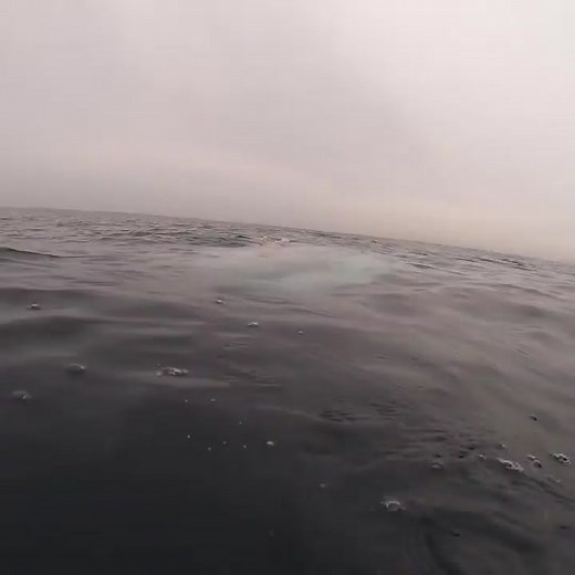 That’s not a fish head… it’s the whole fish! Meet the Mola Mola aka the Ocean Sunfish... our cause of the month 💙 🎥: @girlmeetsshark