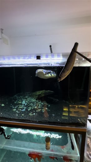 Feeding Monster Fish in Aquarium with Channa and Snakehead Species