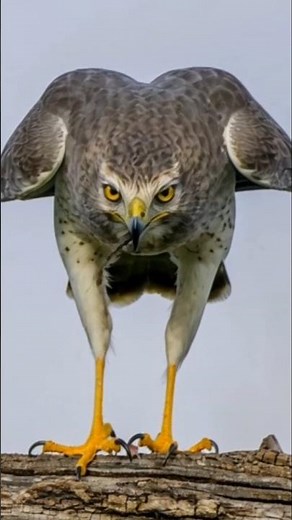 Northern Harrier (Circus cyaneus) #harrier #birds #wildlife