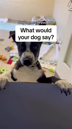 Comment below! 👇 Buddy, the four-legged star of our new Christmas advert, can talk to his best friend Daisy. We learn that sweet Buddy wants to say thank you for his happy place 💛 This got us thinking, what would your dog say to you?! [Video description: A young black and white dog with striking blue eyes has his front paws up on a partition whilst he is fed a treat. Text reads ‘Dog owners, if your dog could speak what do you think they would say’.] #DogsTrust #HappyPlace #DogOwners #DogsOfTik