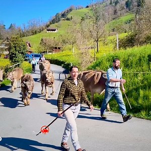 287K views · 15K reactions | Switzerland’s Countryside Life In Spring Time  Impressive Dandelion Session | Swiss View | Facebook