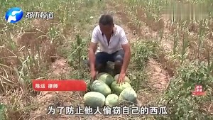 瓜农抓偷瓜贼却倒赔300块钱：他们都成群结队的偷
