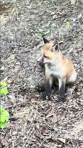 Wild Alaska Fox Puppy #alaska #fox #babyanimals