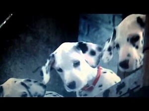 opening to bolt 2009 DVD