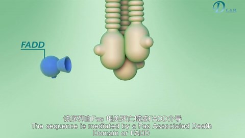 细胞凋亡途径和Caspase级联