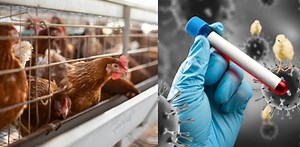 The US announced that there is no risk of avian flu