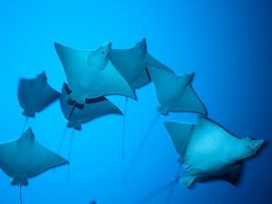 Batoidea - Alchetron, The Free Social Encyclopedia