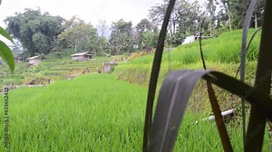 view of rice fields in the Trawas highlands, Mojokerto, East Java