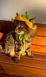 2.6M views · 98K reactions | Crochet Flower Fairy Hat For Cat pattern here: https://amigurumicrochetlove.hopp.to/mixcolourflowerhatpatterns And don't miss to use coupon 5%, code: hau58 #Flower #flowerfairy #flowerhat #hat #crochethat #cat #pets #cathat #diy #crochetfairy #crochetlove #crochet #crochetplush #crocheting #toys #crochettoy #reels #reelsfb #handmade #handcrafted #fyp #pethat #crochetheadband #flowerfairies #flowerfairyhat | Crochet World | Facebook