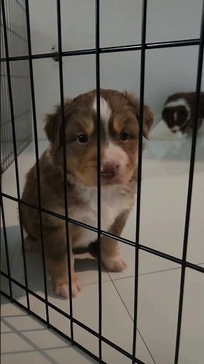 🥰 Cutest Puppy Dogs Family Ever