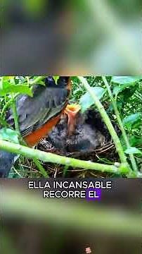 Squirrels eat baby birds#animals #Friendship #Us #bird