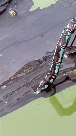 👑 EMPEROR DRAGONFLY LAYING EGGS #dragonfly #reproduction #odonata