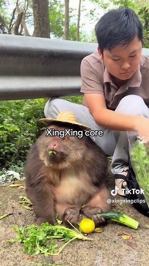 Exploring XingXing Monkeys: Cute and Playful Creatures