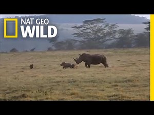Rhino Mom Teaches Hungry Hyenas Not to Mess With Her Calf | Nat Geo Wild