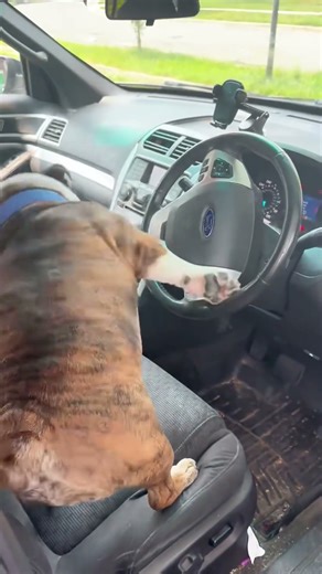 Dogs Who Can’t Stop Chasing Their Tails #TailChasing #DogHumor