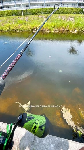 How to take backlash out of your baitcaster…well at least this is my method😅may not be the best mothod but it works for me. How to set your baitcaster👇 tutorial @UrbanFloridaFishing #urbanfloridafishing #southfloridafishing #backlash #baitcaster #fishingtutorial #fishinghowto #bassfishing #sportsfishing #fishinglife #baitcastertutorial