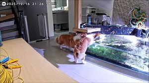 Mischievous corgi falls into aquarium while drinking water in Guangdong, China