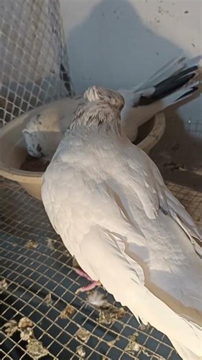 #burung itu#inyoni#the bird#тылобурдо#चिरई#simbirroo jedhamtu#ପକ୍ଷୀ#птах#xevi la#qush #jacobin #an