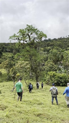 Así comenzaron las expediciones que hacen posible la conservación El equipo de Panama Wildlife Conservation adentrándose en el Parque Nacional Héctor Gallego en busca del sapito arlequín, combinando ciencia, compromiso y trabajo en campo para proteger una especie al borde de la extinción. 🙏 Gracias al Museo de Manchester por acompañarnos en este esfuerzo por la conservación de los anfibios. 📍 Ubicación: Parque Nacional Héctor Gallego . . . #ExpediciónCientífica #TrabajoDeCampo #SapoArlequín #G