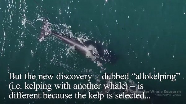 Killer whales make seaweed 'tools' to scratch each other's backs