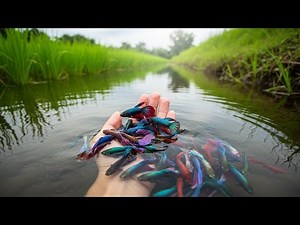 Colorful Wild Betta Fish by Hand