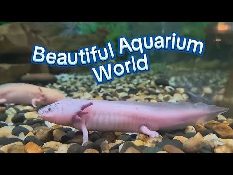 Beautiful Aquarium Fish Tour 🌊 Colorful Underwater World | Rohan Traveler #aquarium
