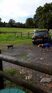 Caroline Fox on Reels