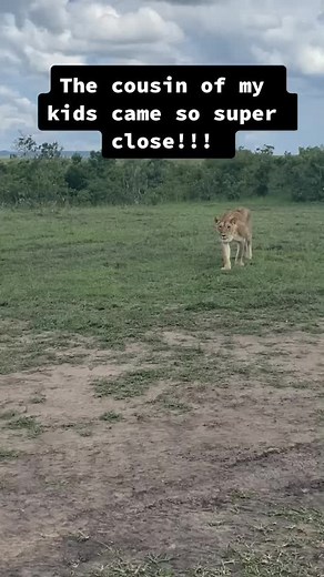 No zoom used #safari #animals #lion #wildaninals # Kenya #fyp #foryou #foryoupage #likeforlike #cat #catsoftiktok