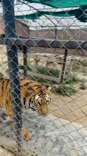 Tigers#lion #lionhub #tiger #🦁