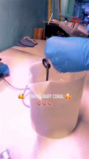 Aloha Waikiki Aquarium on Instagram: "coral fragging🪸 Conserve the ocean🌐 ➖➖➖➖➖➖➖➖➖➖➖➖➖➖➖➖ Follow⋙⋙@honolulu_aquarium ➖➖➖➖➖➖➖➖➖➖➖➖➖➖➖➖ 📸Follow⋙@waikikiaquarium ➖➖➖➖➖➖➖➖➖➖➖➖➖➖➖➖ ･ ･ ･ ･ #waikiki #waikikiaquarium #honolulu #oahu #hawaii #coral🪸"