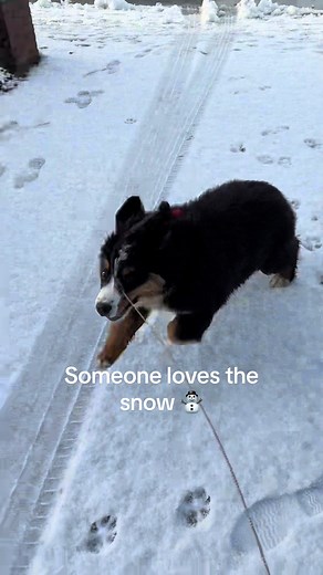 Bernese Mountain Dog Puppy Enjoys Snowy Fun