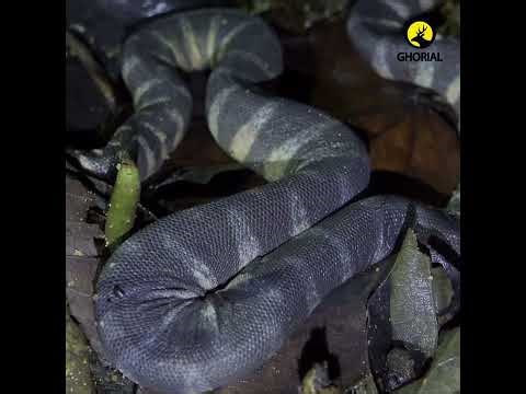 Acrochordus granulatus