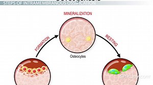 Intramembranous Ossification | Definition, Steps & Formation - Video | Study.com