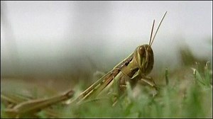 Locusts invade Australian town