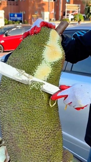 Easy way to cut a large jackfruit without sticky sap, clean and quick results