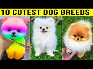 10 Cutest Dog Breeds