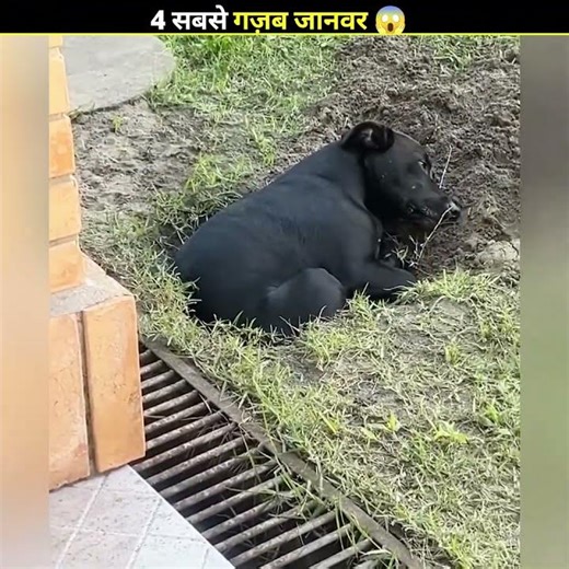 जानवरों के कारनामे 😱 देखकर चौंक जाओगे #shorts