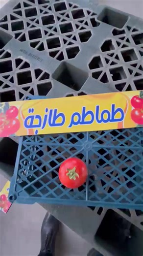 Fresh Egyptian Agricultural Products for Export