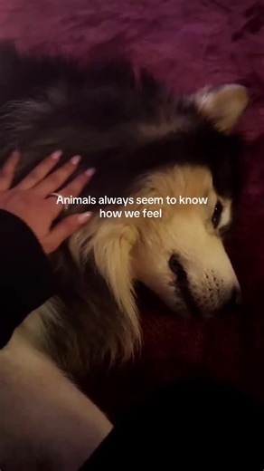 The Healing Energy of Animals: Understanding Their Connection