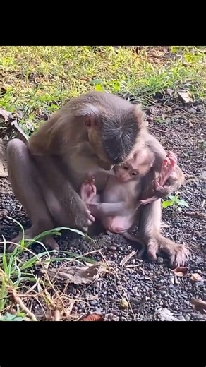 🐒💛 Baby LAUREL and Baby ASRI Explore Each Other’s World 🌿 #Short #Newborn2026 #Short2026