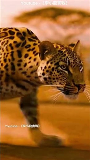 李小龍的速度像非洲豹一樣快！