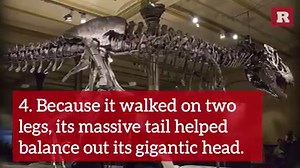 562K views · 31 reactions | Did you know that the T-Rex could lift up to 487 pounds using its' arm muscles alone!?  GET EVEN FURRIER ==> on.rare.us/animals | The Crowd | Facebook