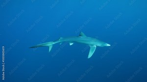 A top-down view of a blue shark (Prionace glauca) swimming calmly through the blue ocean, its sleek form cutting through the tranquil waters. Check my portfolio for more shark footage.