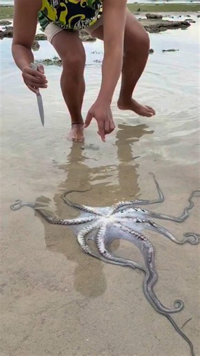 Catch & Clean: How to Prep Fresh Octopus Like a Pro! #shorts