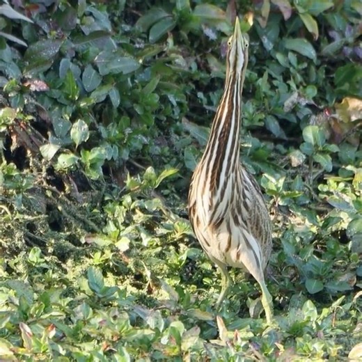 Becoming a Reed: Bittern's Best Trick to Hide in Plain View