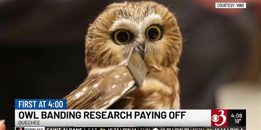 Vermont-banded owl recaptured in Rhode Island provides insights into migration