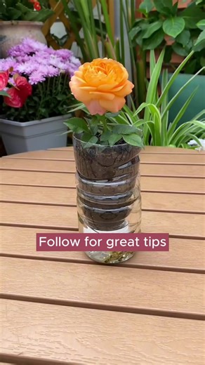 Creative Gardening Tips Using Plastic Bottles