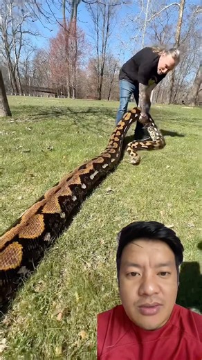 This Man Fearlessly Handles a Giant Python! 🐍😱 #GiantPython #SnakeHandling #shortsfeed