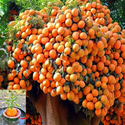 315K views · 10K reactions | How To Grow Orange Tree From Orange Fruit Get Fast Fruits In The Shortest Time _ Grafting Orange | Tree Garden | Facebook